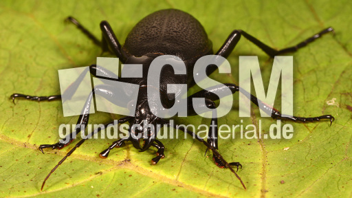 Lederlaufkäfer (3).jpg